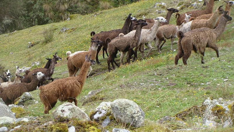 Illampu Trek Steves (47).JPG